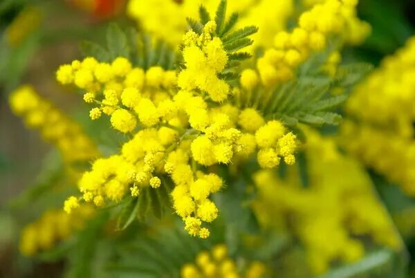 🌼 Le Mimosa Symbole Lumineux 🌼