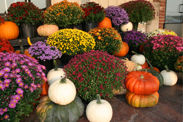 Jenny Fleurs à vos côtés pour la Toussaint