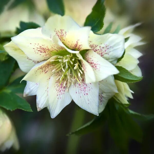 Des fleurs qui aiment le froid