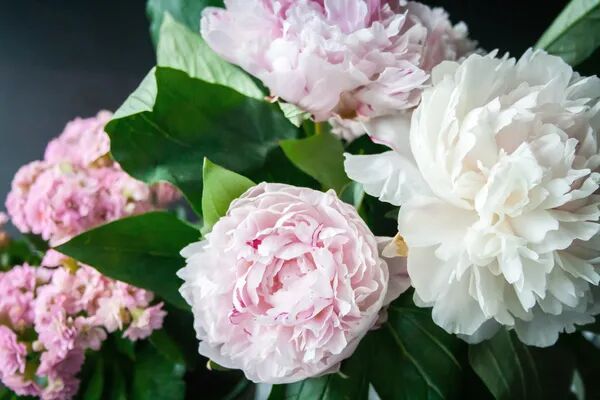  Pivoine et campanule : les stars de mai