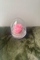 Rose éternelle rose clair