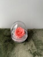 Rose éternelle rose